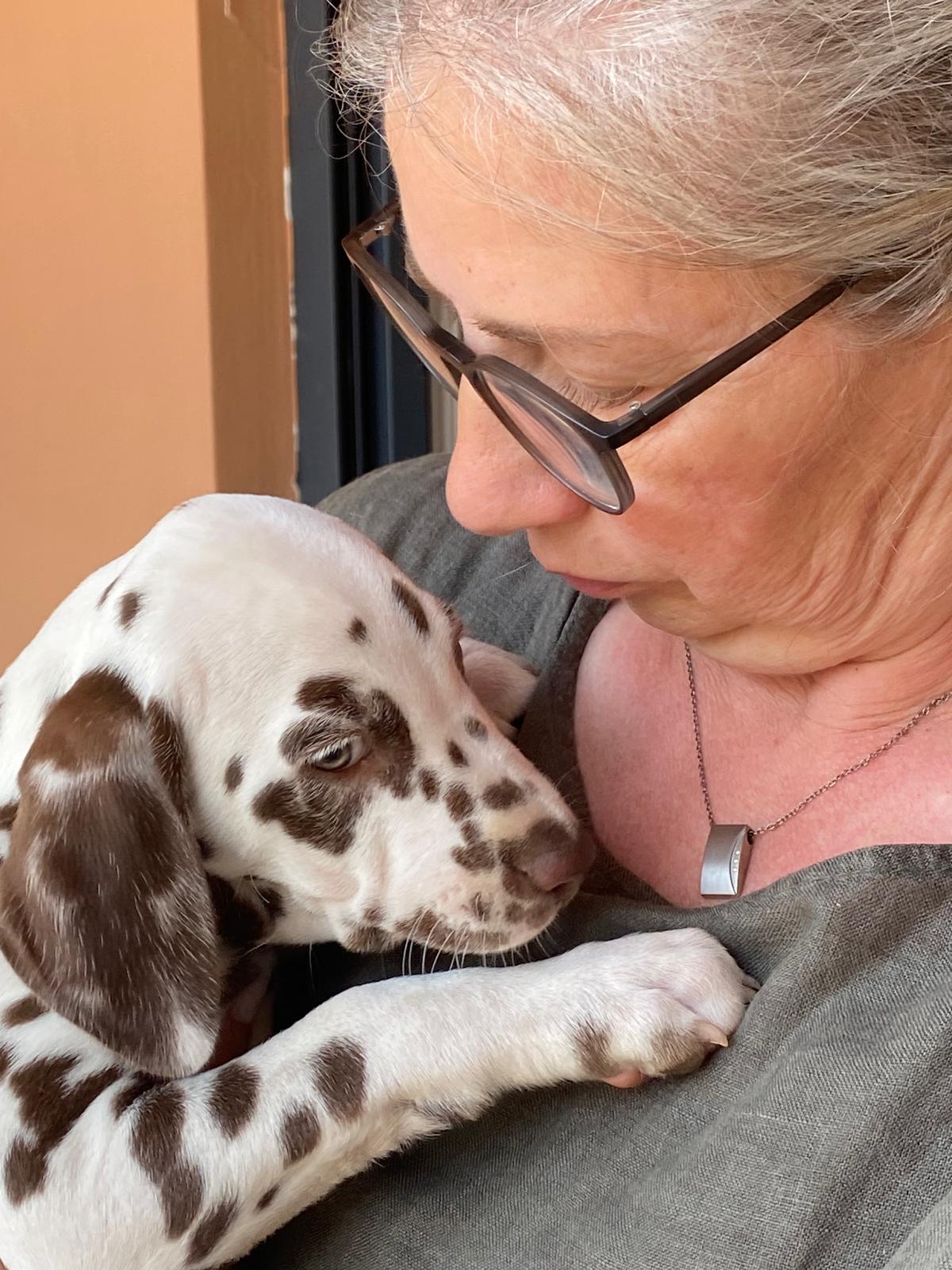 Abgabe Dalmatiner Welpen